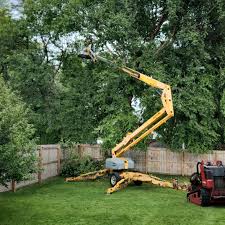 Best Tree Disease Treatment  in Pascoag, RI