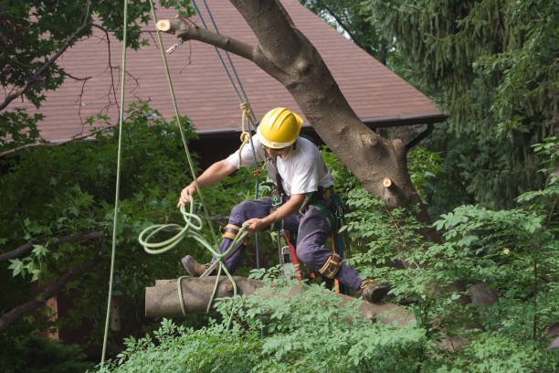 Best Hazardous Tree Removal  in Pascoag, RI